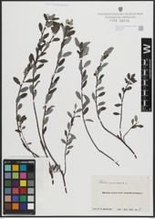 Foto von Salix arenaria L.